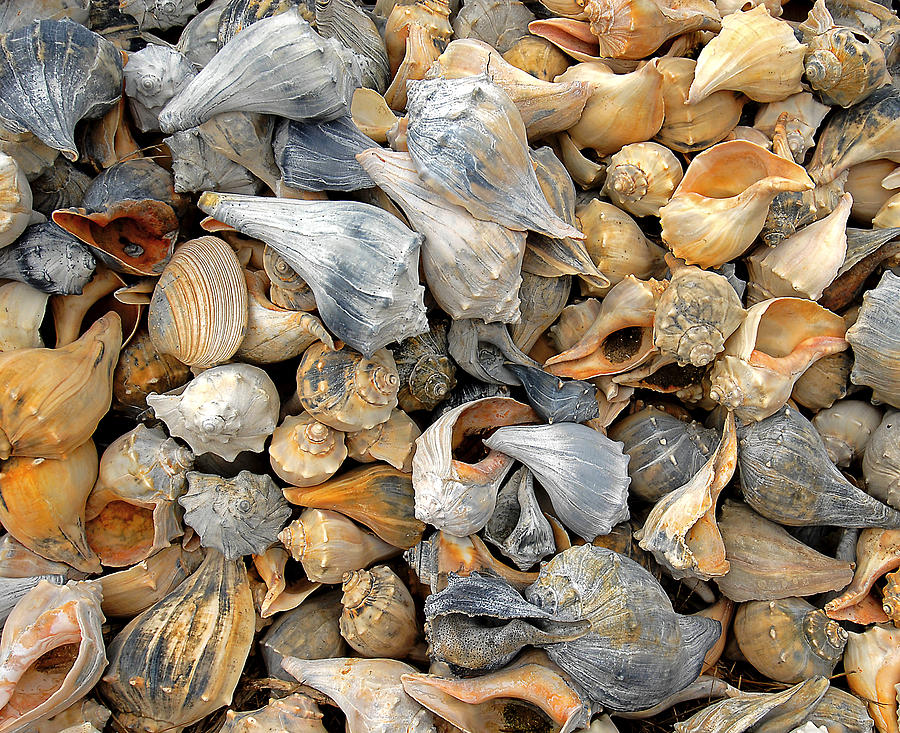 Shells Shells and More Shells Photograph by Pat Exum