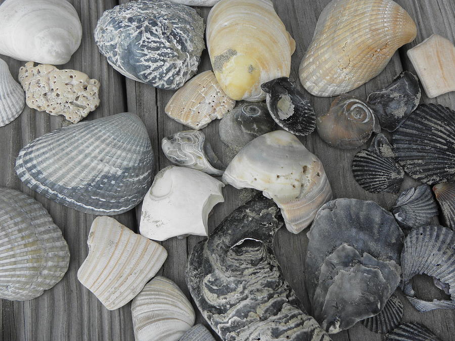 Shells Shells Shells Photograph by Kim Galluzzo