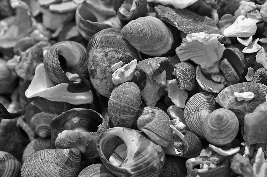 Shells V Photograph by David Rucker