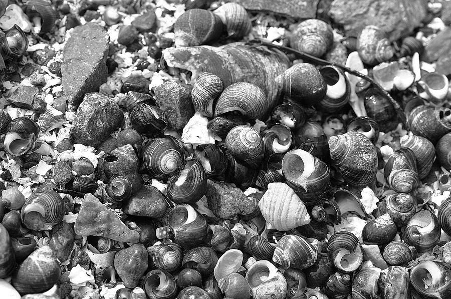 Shells VII Photograph by David Rucker