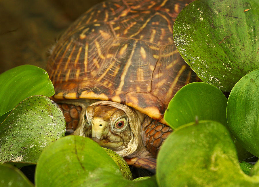 Shelly the Box Turtle Photograph by Jean Noren