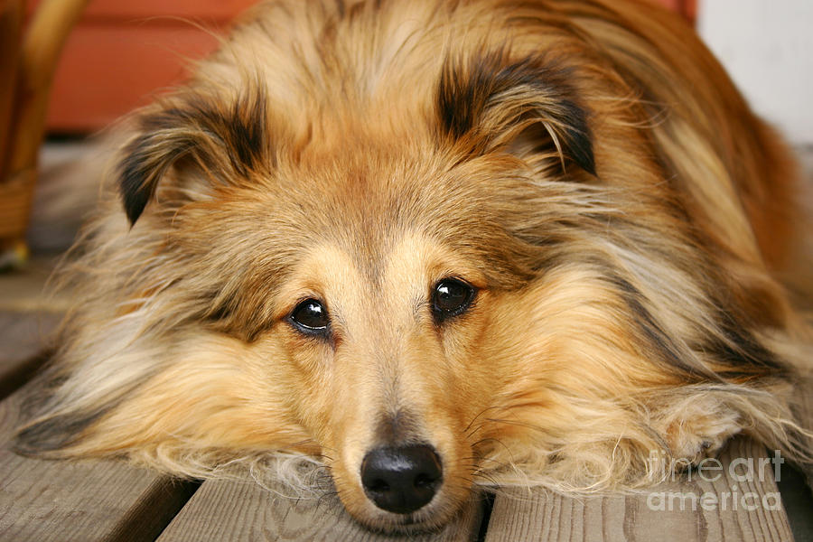 Sheltie Photograph by Kati Finell