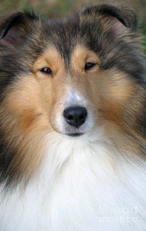 Sheltie Photograph by Living Color Photography Lorraine Lynch