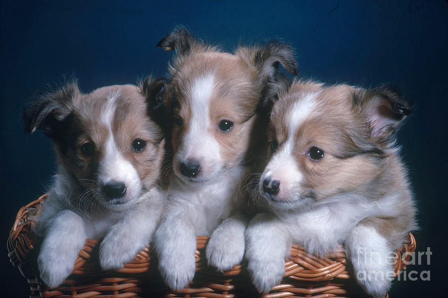 Sheltie Puppies Photograph by Photo Researchers, Inc.