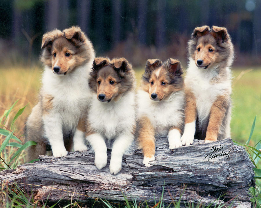 Sheltie Pups Photograph by Chris Lynch