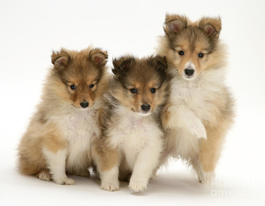 Sheltie Pups Photograph by Jane Burton