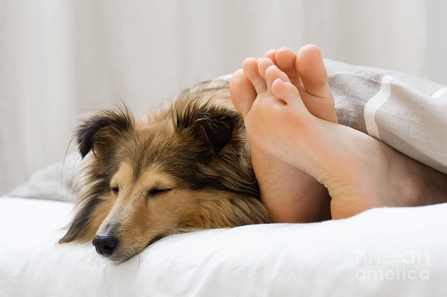 Sheltie sleeping with her owner Photograph by Kati Finell