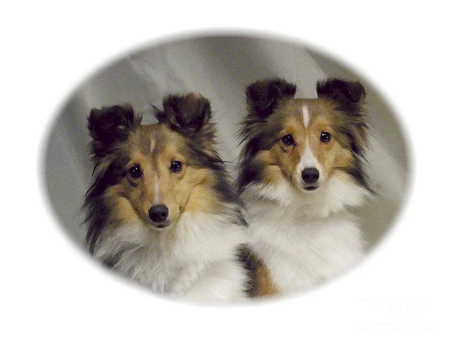 Shelties 559 Digital Art by Larry Matthews - Pixels