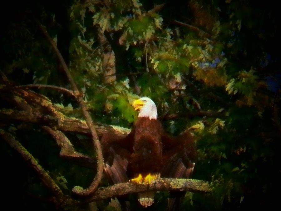 Shenandoah Bald Eagle Photograph by Joyce Kimble Smith