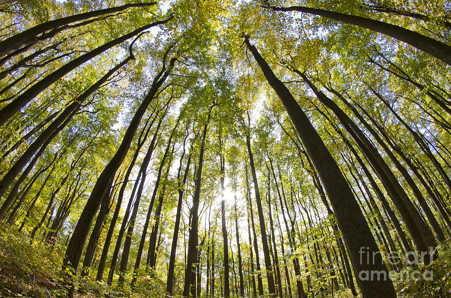 Tree Photograph - Shenandoah National Forest VA by Dustin K Ryan