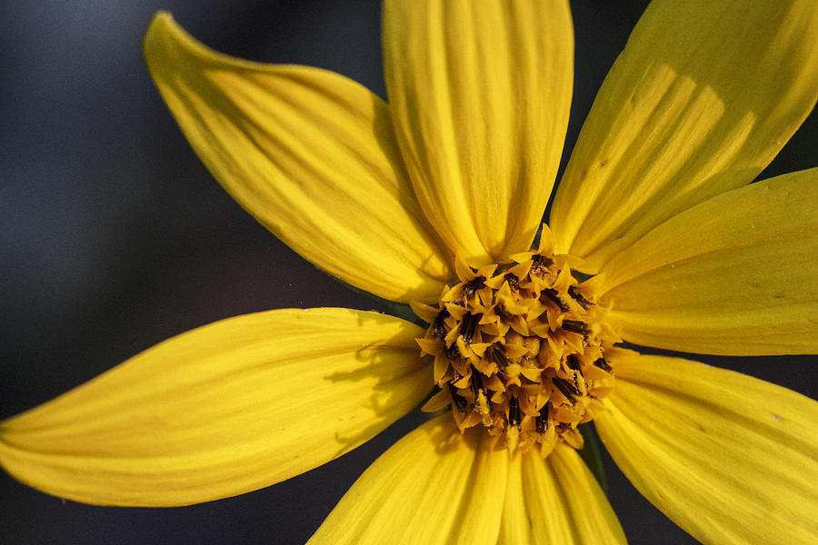 Sunflower Photograph - Shenandoah Sunflower by Rick Berk