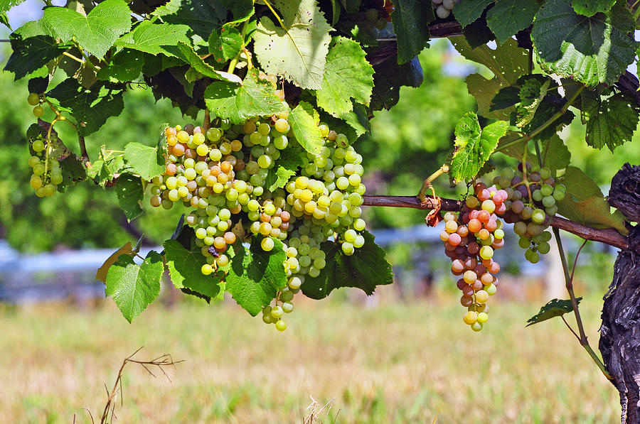 Grape Photograph - Shenandoah Valley Grapes by Helen Haw