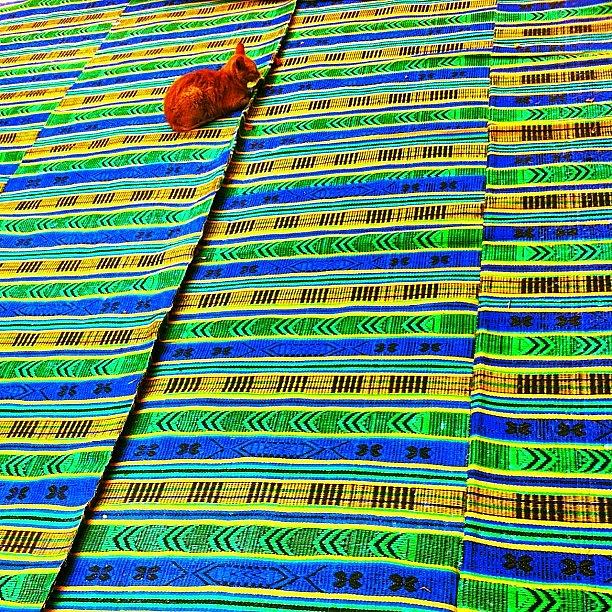 Cool Photograph - #shenkar #cat #carpet #background by Alon Ben Levy