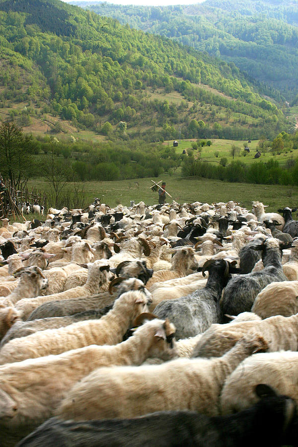 Sheperd and flock Photograph by Emanuel Tanjala