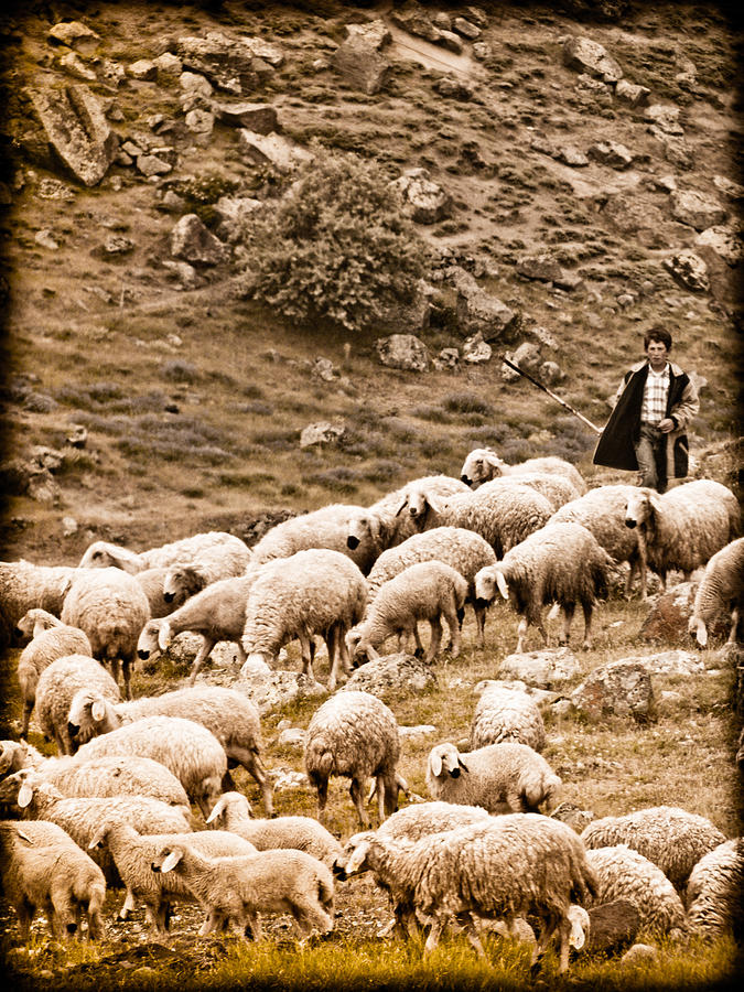 Guzelyurt, Turkey - Shepherd #1 Photograph by Mark Forte