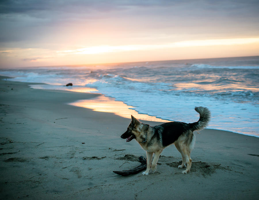 Sunset Photograph - Shepherd by Mimi Erickson