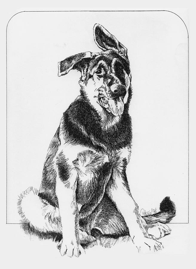 Shepherd Pup Drawing by Patrice Clarkson