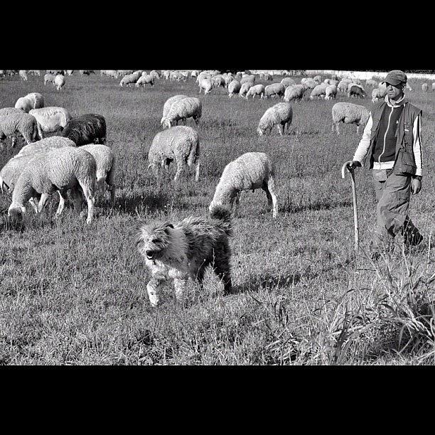 Sheep Photograph - #shepherd #sheepdog #sheep #bn #bnw #bw by Pier Paolo Cristaldi