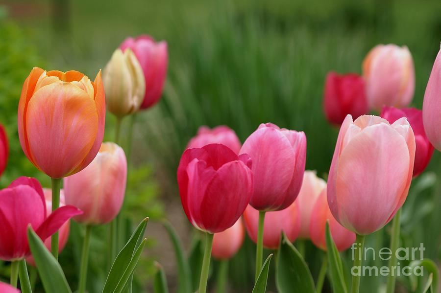 Sherbert Color Tulips Photograph by Living Color Photography Lorraine Lynch