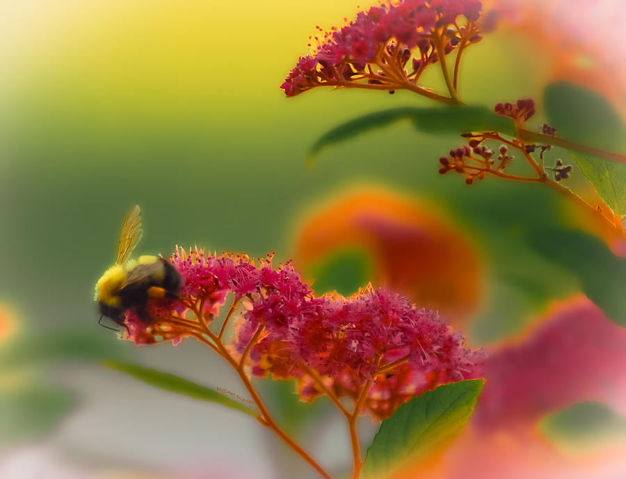 Sherbet Pollination Photograph by DigiArt Diaries by Vicky B Fuller