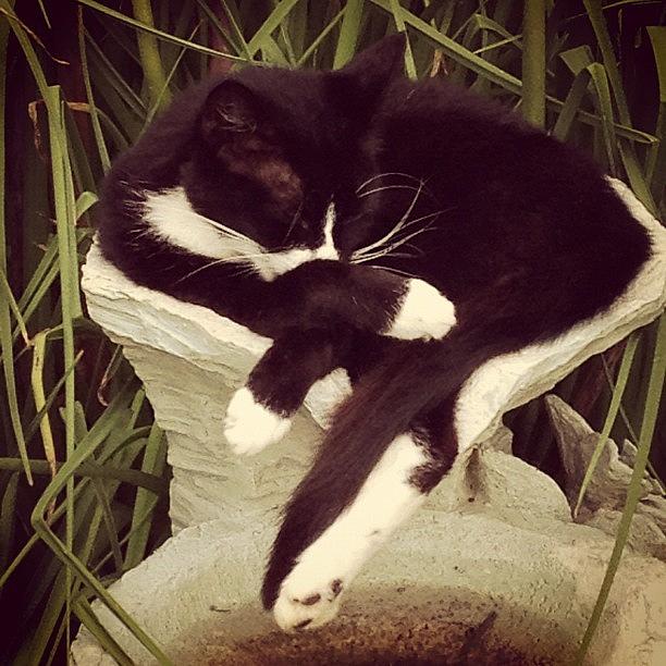 Cute Photograph - Shes Asleep In A Fountain Lol #kitty by Misty Long