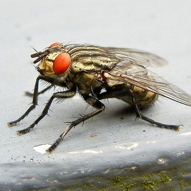 Insects Photograph - Shes Been On The Red-eye Flight by Tanya Sperling