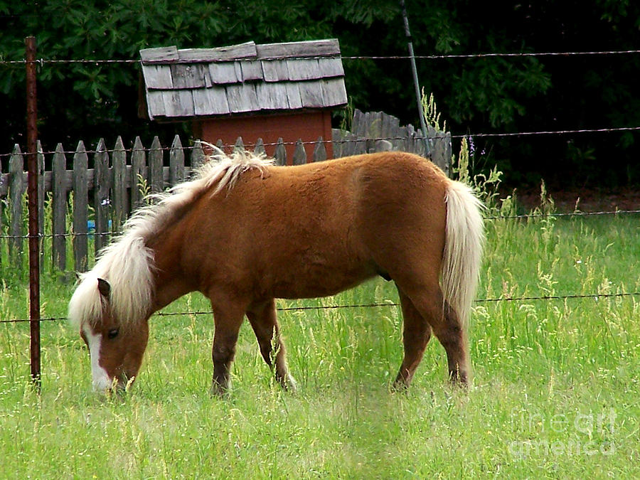 Shetland Pony Photograph by Kathy  White
