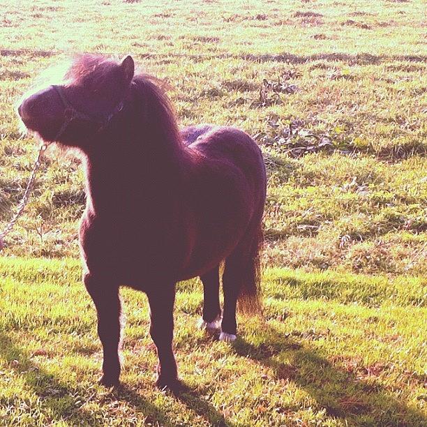Horse Photograph - #shetland #pony #shetlandpony by T C