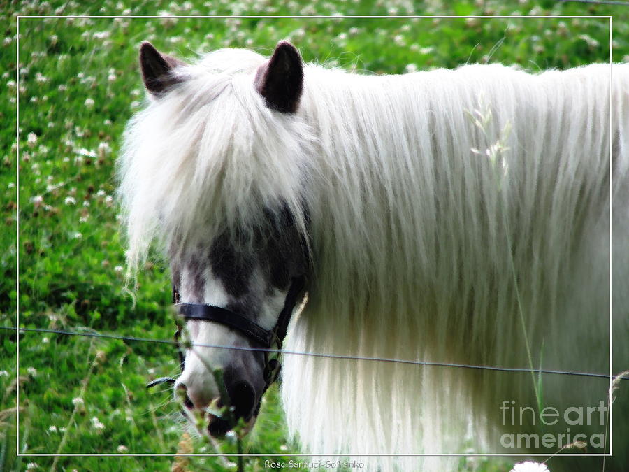 Shetland Pony With Oil Painting Effect 2 Photograph
