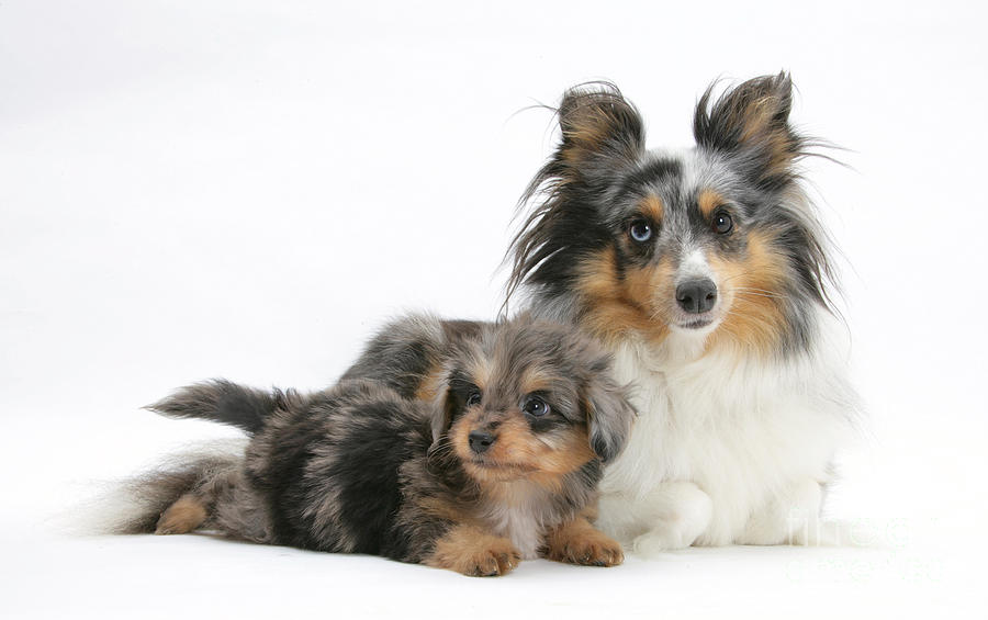 Shetland Sheepdog With Pup Photograph by Mark Taylor
