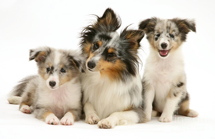 Shetland Sheepdog With Two Puppies Photograph by Jane Burton