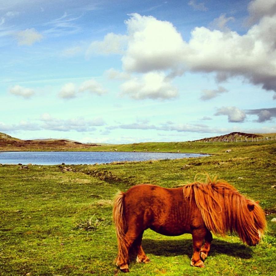 Nature Photograph - Shetlands Pony by Luisa Azzolini