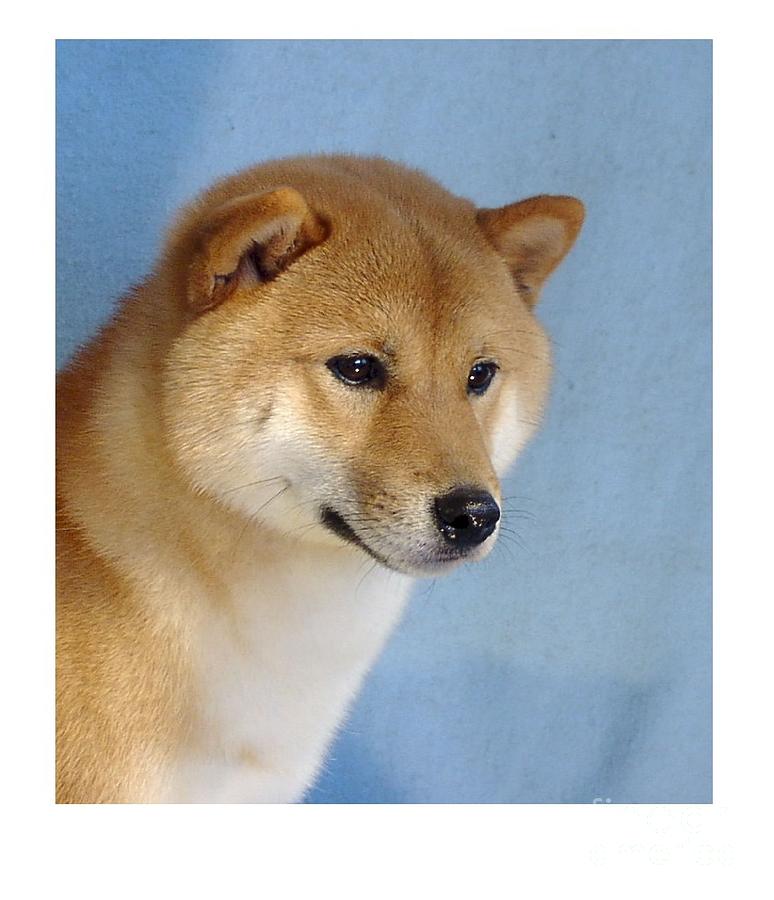 Shiba Inu 230