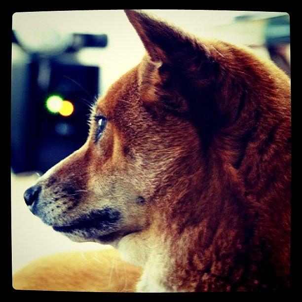 Dog Photograph - Shiba Thoughts by S Michelle Reese