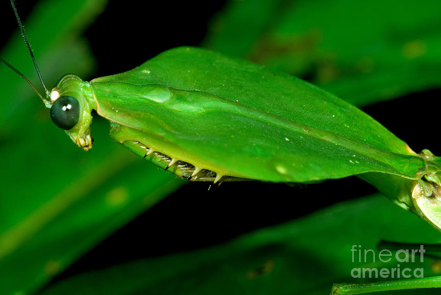 Shield Mantis Photograph by Dante Fenolio