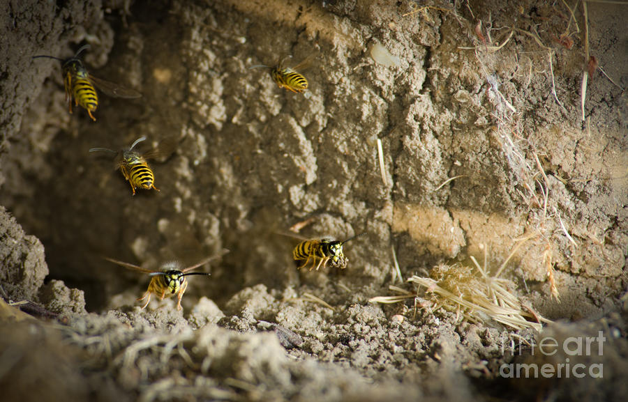 Wildlife Photograph - SHIFT CHANGE Yellow-jacket wasps flying out to forage as others return to the nest by Andy Smy
