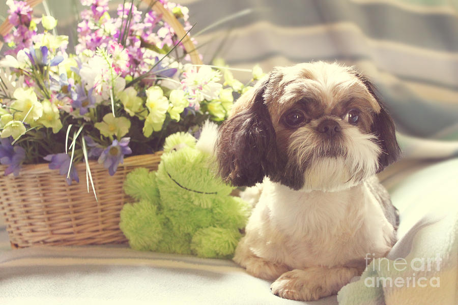 Shih Tzu Ginger Photograph by Lena Auxier
