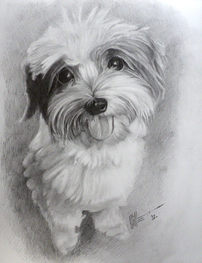 Shihtzu Drawing by Mike Miller