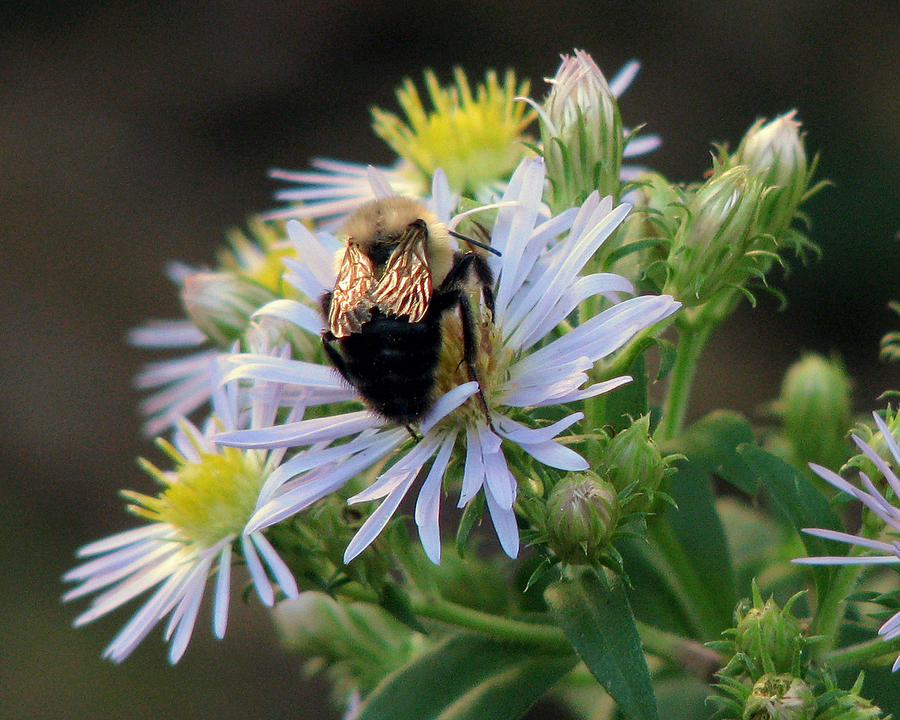 Shimmering Bee on Aster Photograph by Peggy Urban