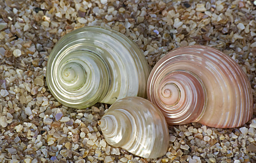 Shimmering Shells Photograph by Jim And Emily Bush