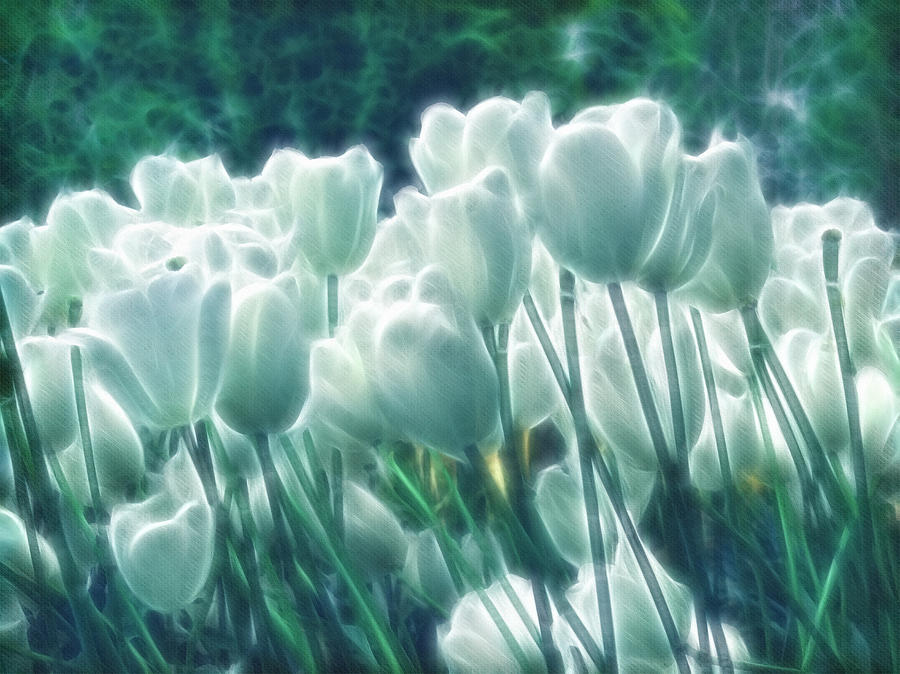 Flower Digital Art - Shimmering Tulips by Georgiana Romanovna