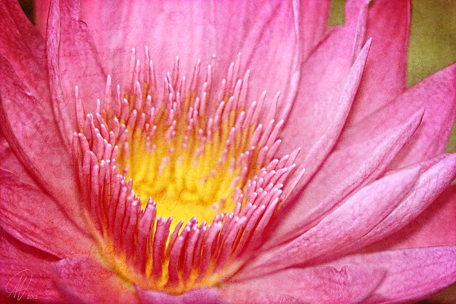 Flower Photograph - Shining Pink by Margaret Hormann Bfa