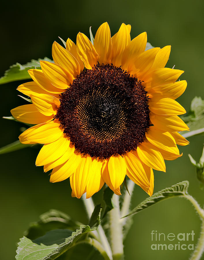 Shining Sunflower Photograph by Jean A Chang