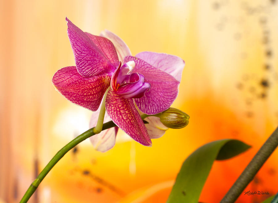 Orchid Photograph - Shining Through by Michelle Constantine