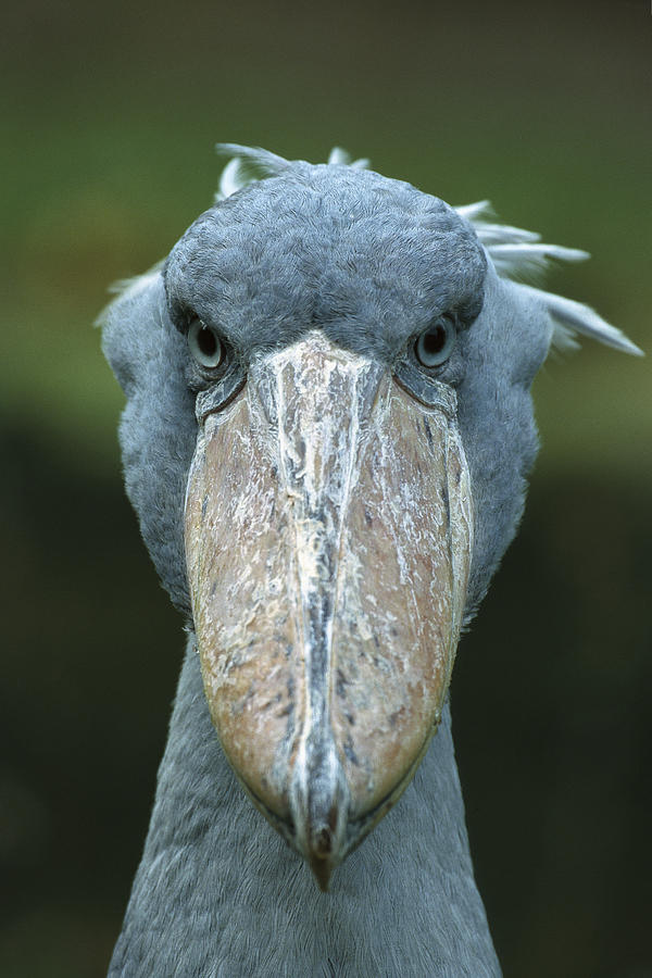 Bird Photograph - Shoebill Balaeniceps Rex Portrait by Konrad Wothe