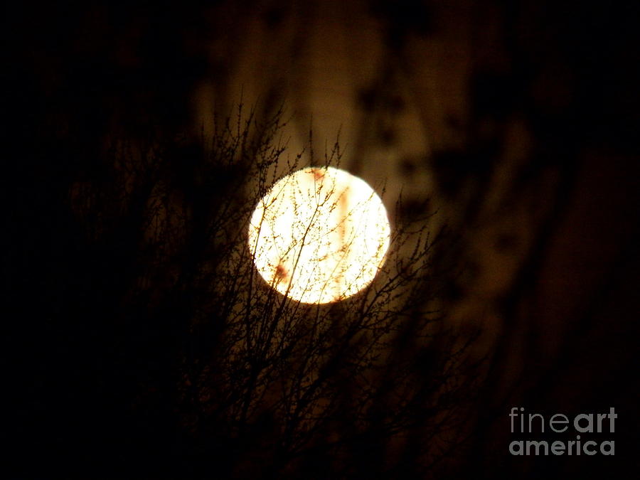 Shoot the Moon Two Photograph by Judy Via-Wolff