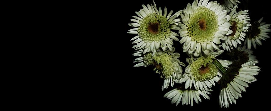 Nature Photograph - Shooting flowers by Joseph Ferguson