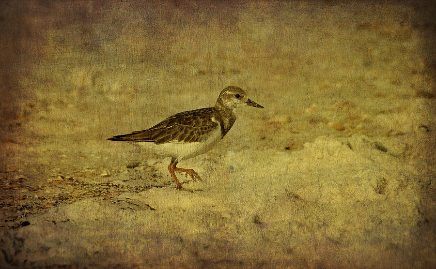 Shore Bird Photograph by Sandy Keeton