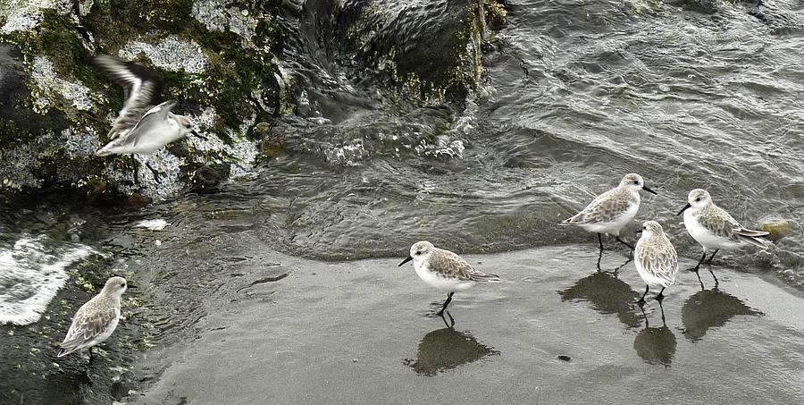 Shore Birds Photograph by Frank Winters