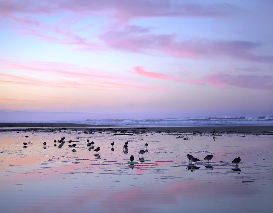Shorebirds Foraging At Sunset, Pismo Photograph by Tim Fitzharris